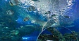 Приморский океанариум во Владивостоке открылся для посетителей