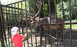 Тоннель для зоопарка