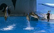 В Грозном открылся крупнейший в России дельфинарий