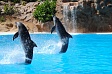 Стационарный дельфинарий планируется построить на территории ижевского зоопарка